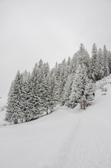 Grindelwald, Dorf, Bergdorf, Bussalp, Winterwanderweg, Schlittelweg, Waldweg, Eiger, Alpen, Berner Oberland, Winterferien, Winter, Schweiz