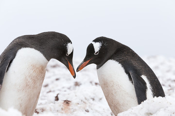 Fototapeta premium Gentoo Penguins at Paradise Harbour, Antarctica. 