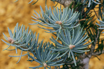 Abies concolor Compacta