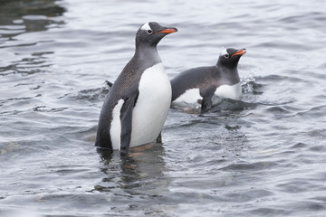 Naklejka premium Gentoo Penguins at Paradise Harbour, Antarctica. 