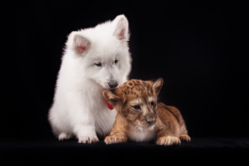 little lion cub and white puppy 