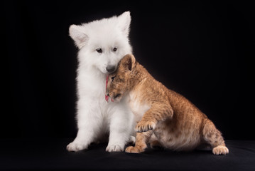 little lion cub and white puppy 