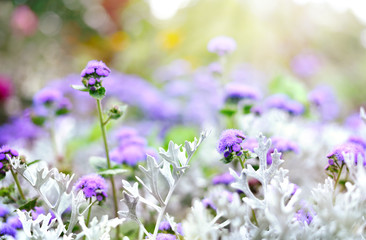 Fototapeta na wymiar Blue ageratum flower. Sun and wild purple or blue flowers with copy space. Summer wildflowers with smooth light and sunbeam.