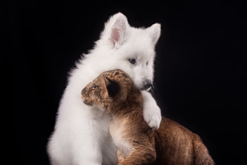 Obraz premium little lion cub and white puppy 