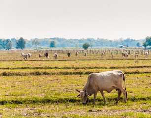 white cow withe grass  in Thailand
