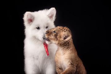 little lion cub and white puppy 