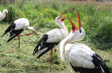 störche-3