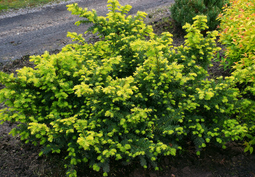Taxus baccata Summergold - yew Stock Photo | Adobe Stock