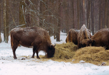 Moscow bison nursery (Prioksko-Trrasniy) near Serpukhov city