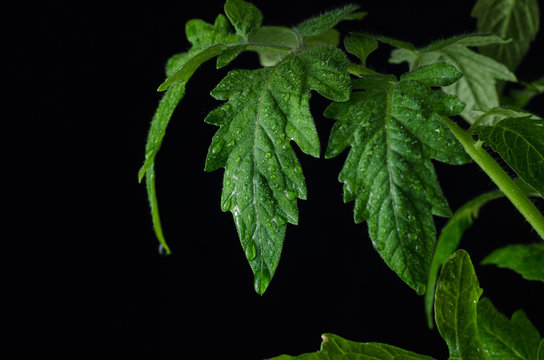 Close Up Of A Tomato Plant On  Black Background