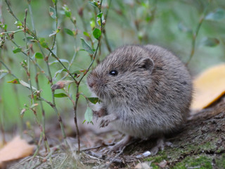 Common Vole among grass - 104742338