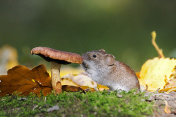 Wood mouse eating mushroom - 104742370