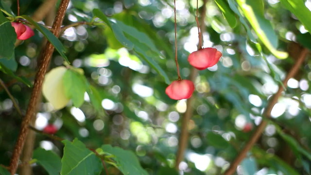 Witchwood. Mosaic of light, leaves and fruits
