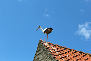 Storch auf Dach