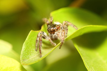 Small jump spider