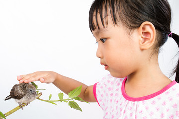 Asian Little Chinese Girl Petting a Small Cuckoo