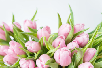 Obraz premium Pink tulips flowers
