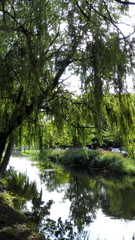 Greenery around canal in Dublin