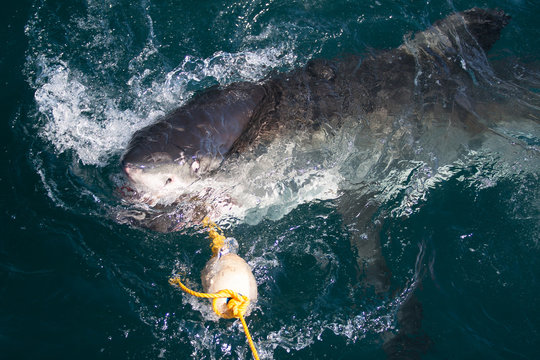 A great white shark with a bait rope in its mouth