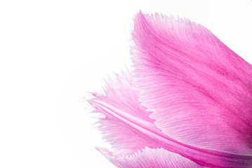 Pink Fringed Tulip on White Background