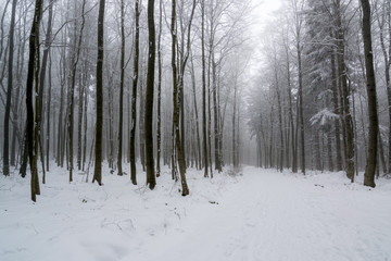 Winterwald im Harz bei Stolberg, Sachsen-Anhalt in Deutschland