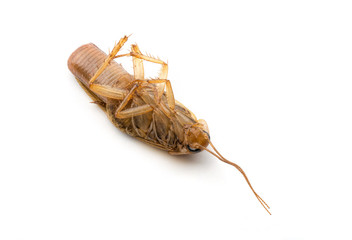 Dead Cockroach With Eggs