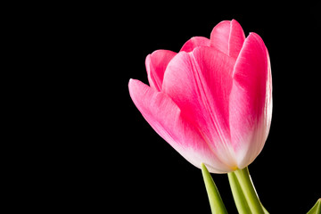Red Tulip on Black Background