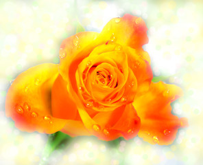 Fototapeta na wymiar malerische rosenblüte orange