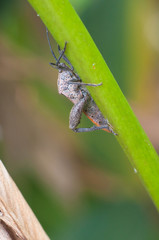 small bug