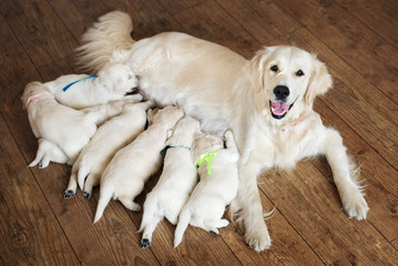 happy golden retriever dog feeding puppies - obrazy, fototapety, plakaty