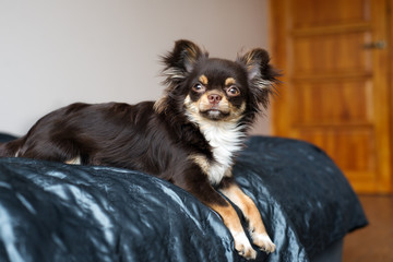 chihuahua dog lying on a bed