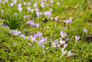 nature crocus flowers in springtime