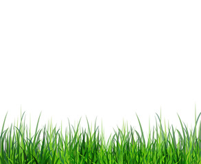 Fototapeta premium Grass green border