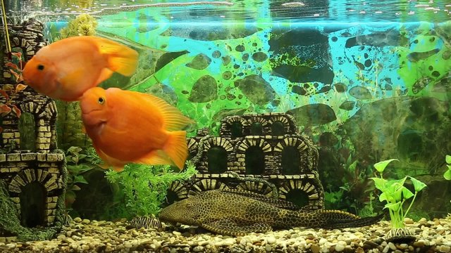 Three parrot fish play with each other