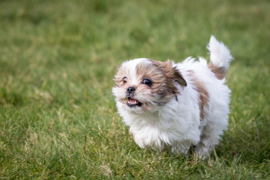 Shih Tzu Puppy