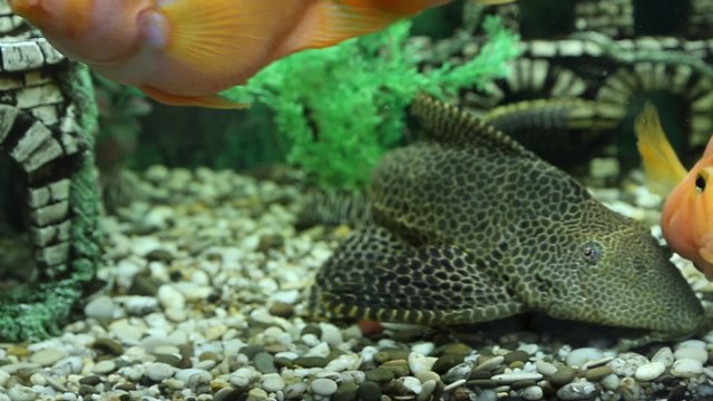 Catfish pterigopliht and fish parrots