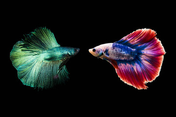 Couple betta fighting fish top form preparing to fight isolated a on black background
