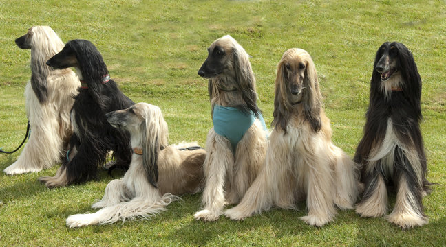 Afghanischer; Windhund