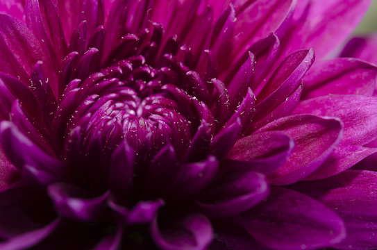 Fototapeta Close up purple flower petals