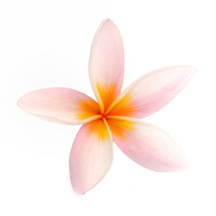Frangipani flower isolated on white background