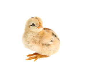 Obraz premium Cute little chicken isolated on white background