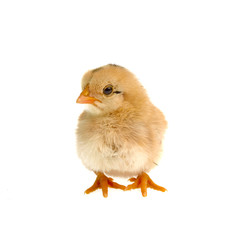 Cute little chicken isolated on white background