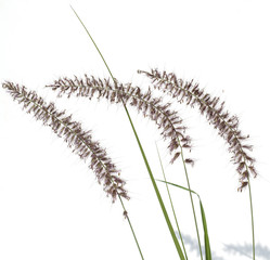 Lampenputzergras; Pennisetum; orientale;