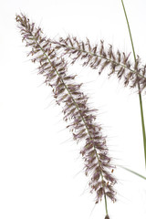 Lampenputzergras; Pennisetum; orientale;