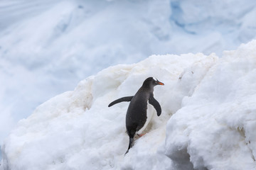 Gentoo Penguin at Paradise Harbour, Antarctica. 