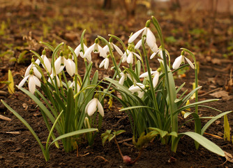 First spring flowers