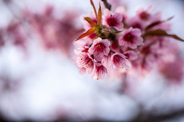 wild Himalayan Cherry flower (Prunus cerasoides), selective focus