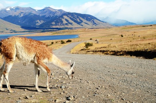 Long shot of a Guanaco, Patagonian Llama, at an estancia in Argentina close to El Calafate