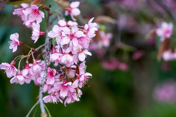 wild Himalayan Cherry flower (Prunus cerasoides), selective focus