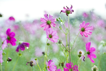Beautiful cosmos flower with rain